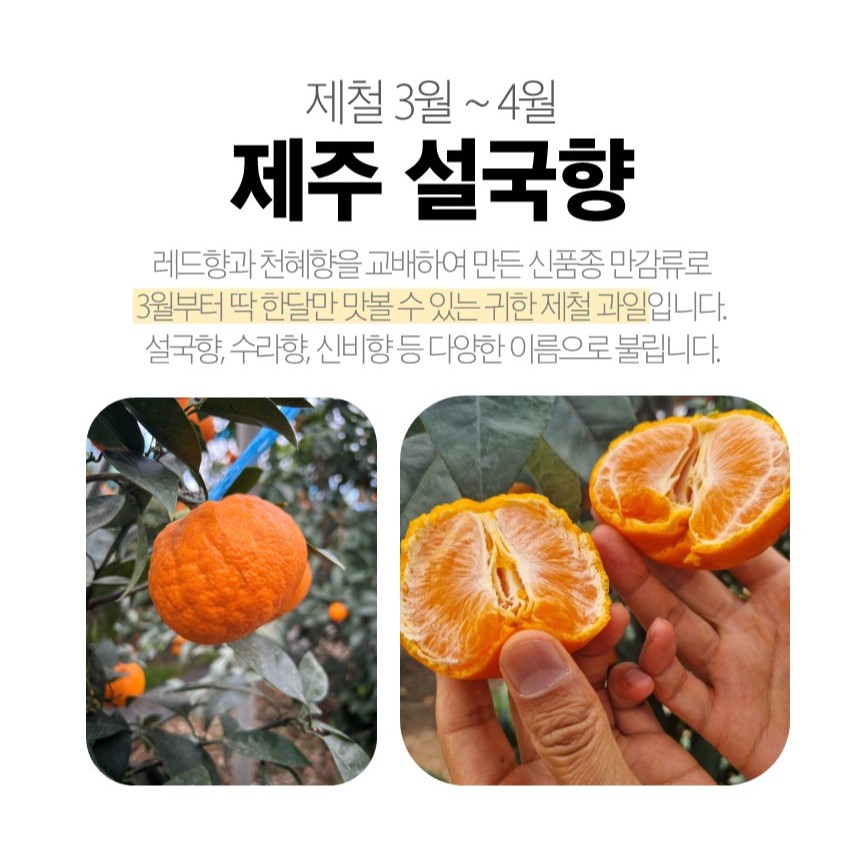 신선한 만다린과 하귤, 집에서 간편하게 즐기기 좋은 과일 추천