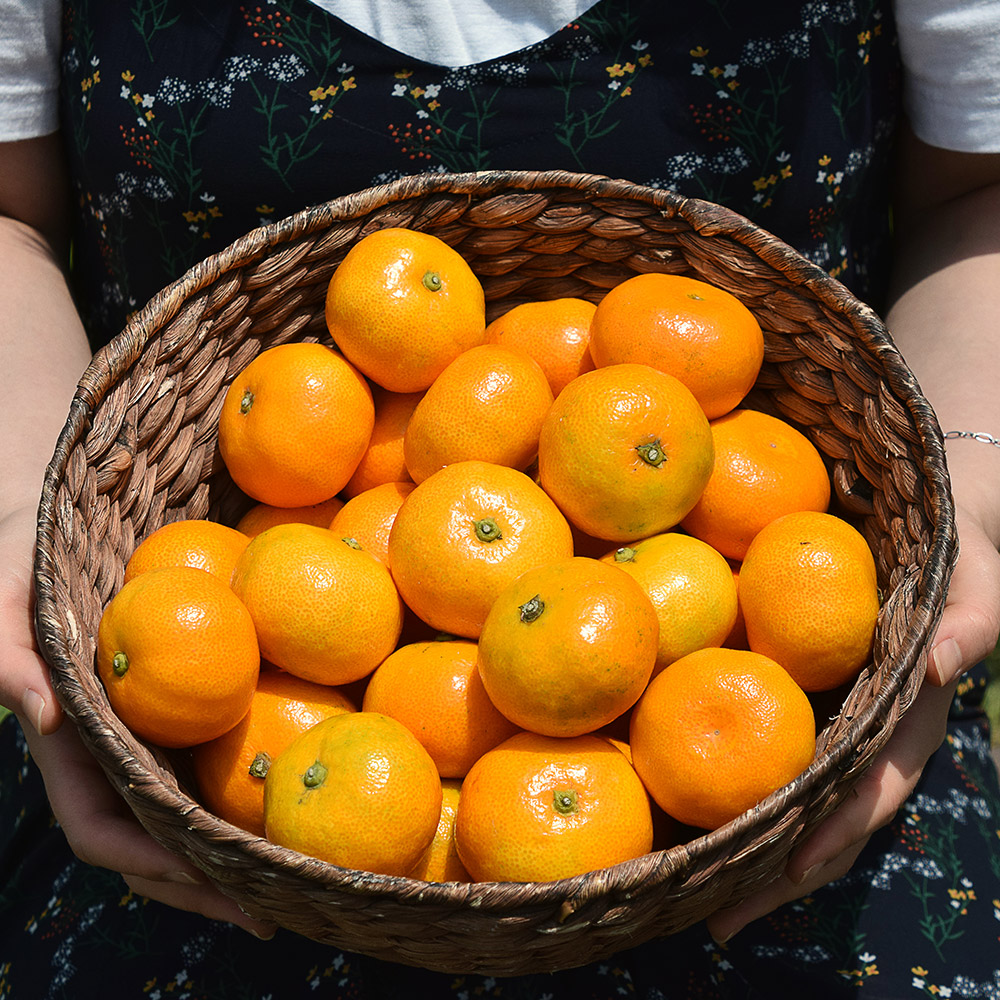 제주 감귤로 만든 프리미엄 선물 세트, 설날 가정용으로 딱 좋아요!
