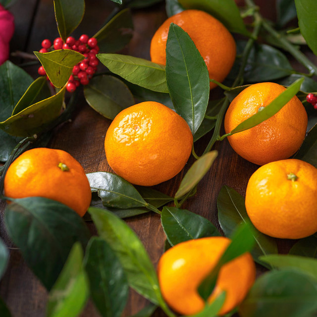 제주 감귤 맛있게 즐기기! 달콤한 과일 선물 추천