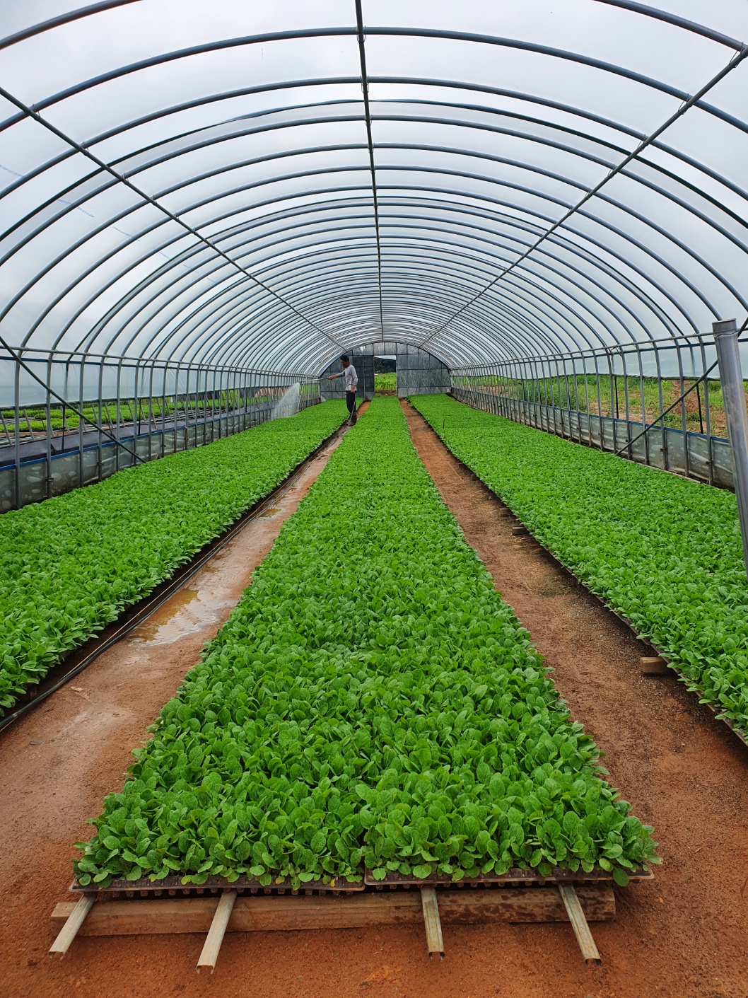 김장철 필수! 해남에서 만든 신선한 절임배추로 맛있게 김장하세요