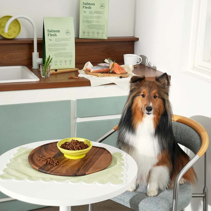 강아지 눈 건강을 위한 수제 사료, 자연스럽게 챙기기 좋은 연어 스팀 저알러지 제품