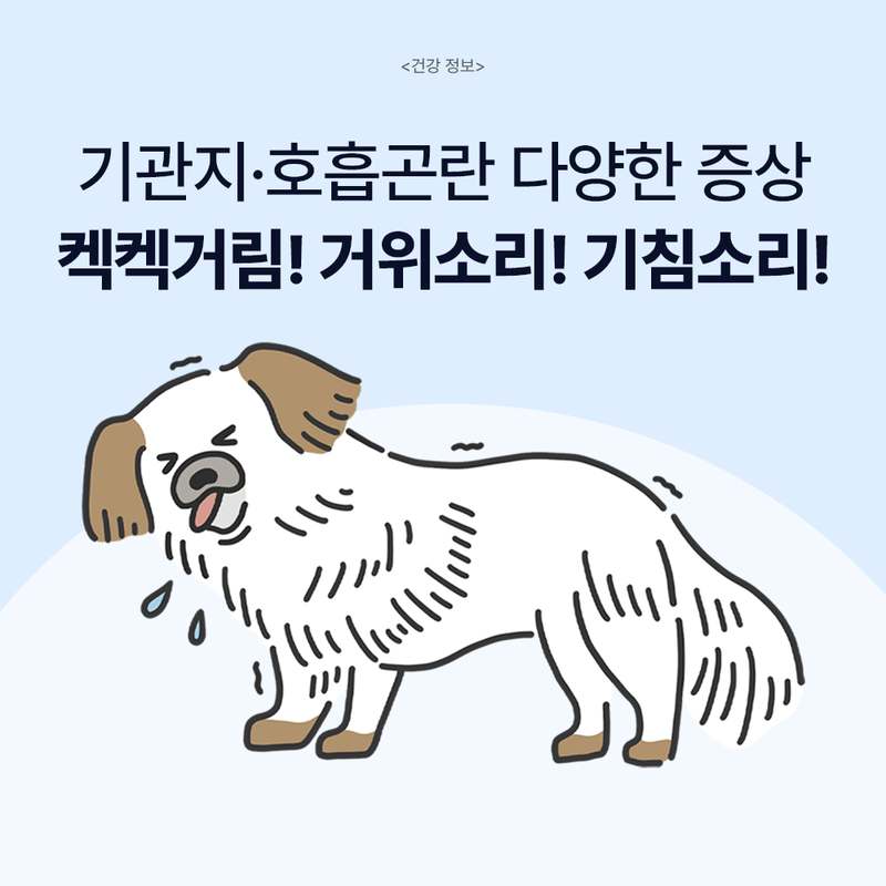 강아지 기관지 건강을 위한 영양제, 이렇게 선택하세요!