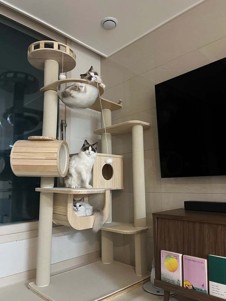 집에서 즐기는 고양이의 휴식 공간! 원목 캣폴 갤럭시캣타워 소개