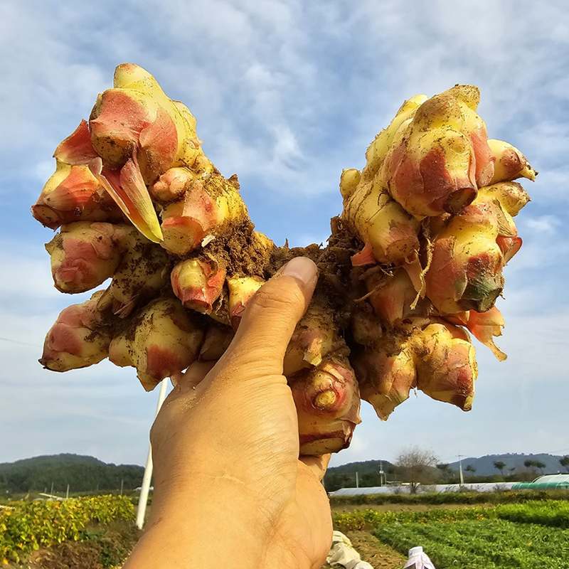 집에서 쉽게 즐기는 신선한 국내산 생강, 경북 깐생강으로 건강 챙기기