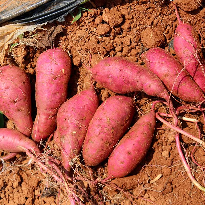 달콤한 고구마와 호박고구마, 집에서 간편하게 즐기기
