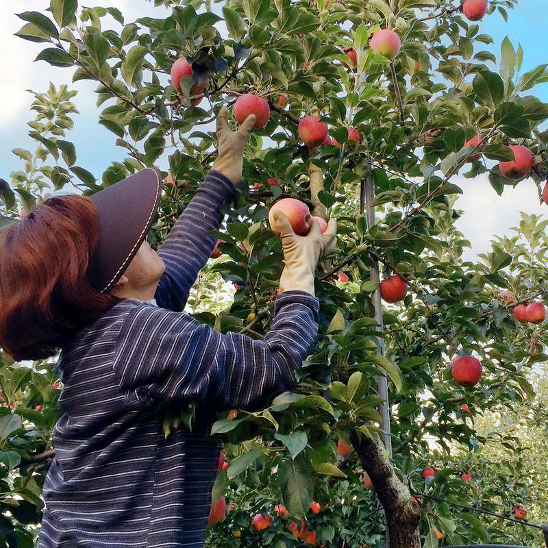 추석 선물로 딱 좋은 달콤한 홍로사과 세트, 지금 바로 만나보세요!