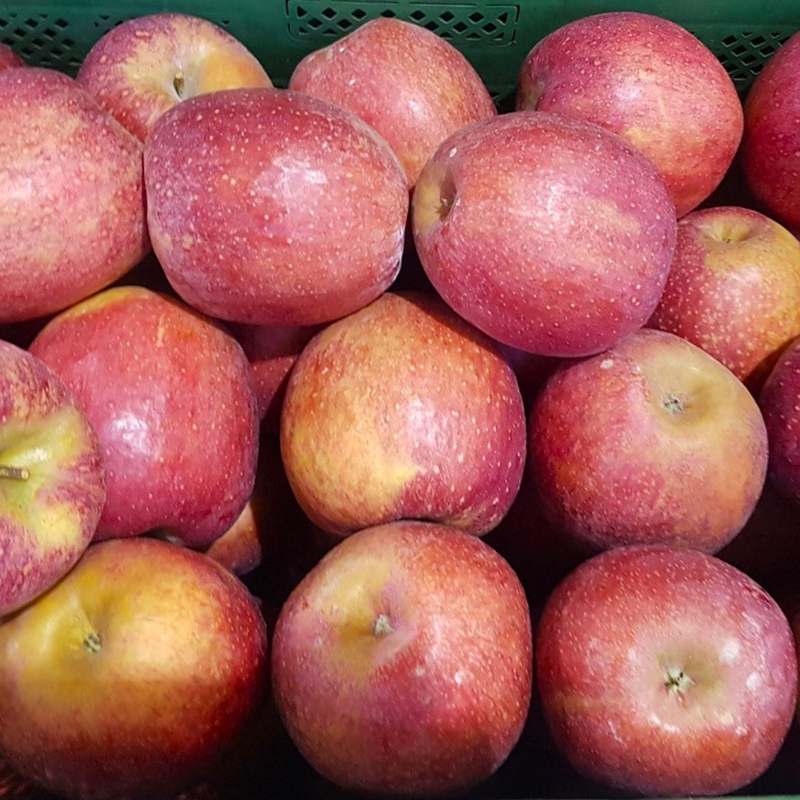 신선한 햇사과 한입, 경북 청송과 안동에서 직송하는 달콤한 맛