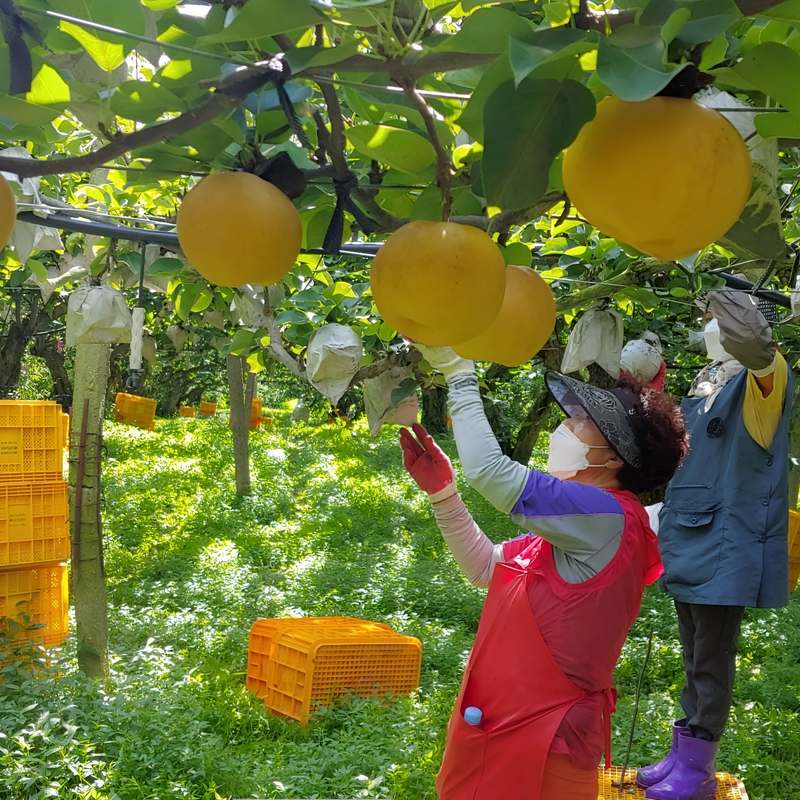 나주에서 맛본 달콤한 배 선물세트, 집에서도 쉽게 즐기세요!
