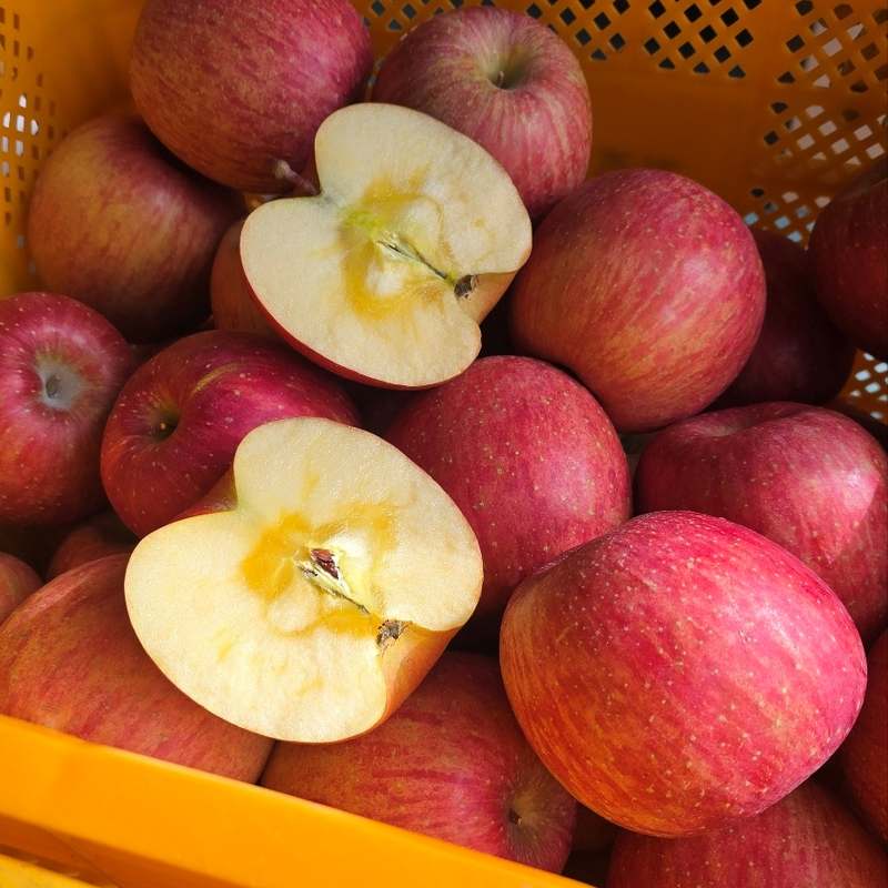 신선하고 달콤한 사과, 집에서 즐기기 좋은 추천 품종 모음