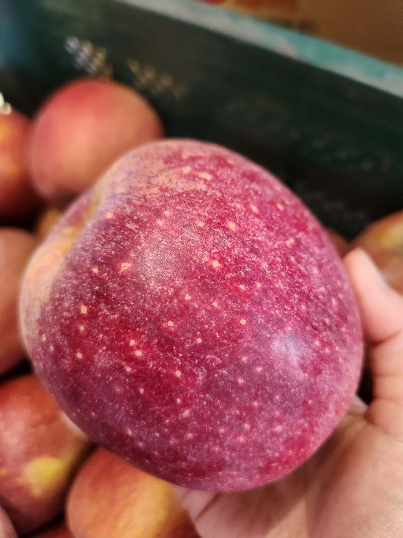 달콤하고 싱그러운 사과 선물, 집에서도 쉽게 즐기세요!