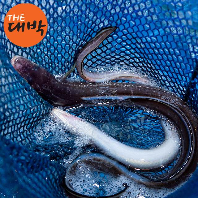 통영의 신선한 바다장어와 붕장어, 아나고로 건강하게 보양하세요!