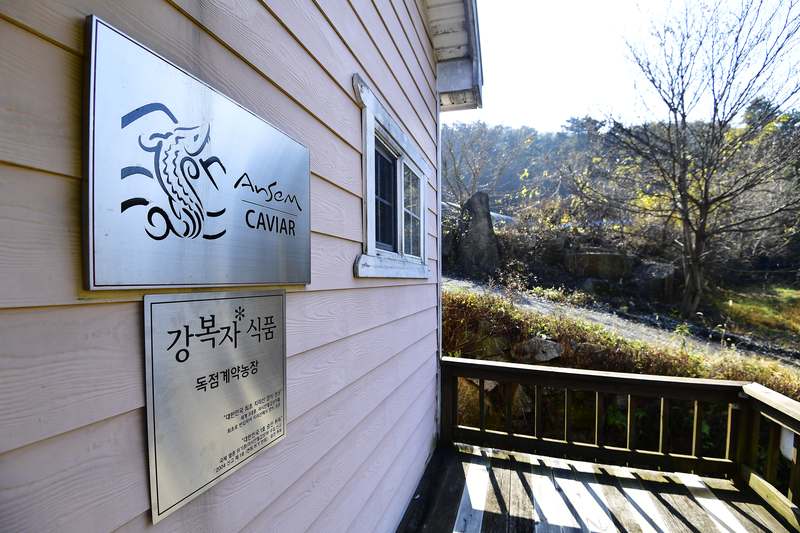 운동하는 분들을 위한 특별한 보양식, 철갑상어 진액의 놀라운 효능