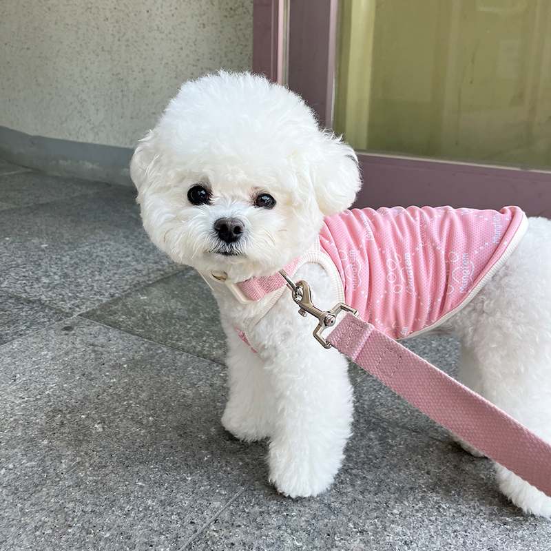 더운 여름 강아지에게 딱! 시원하고 편안한 쿨 조끼 추천