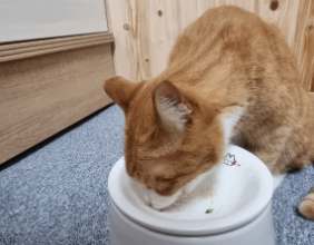 우리 고양이 건강을 위한 최고의 선택, 유산균과 영양제 이야기