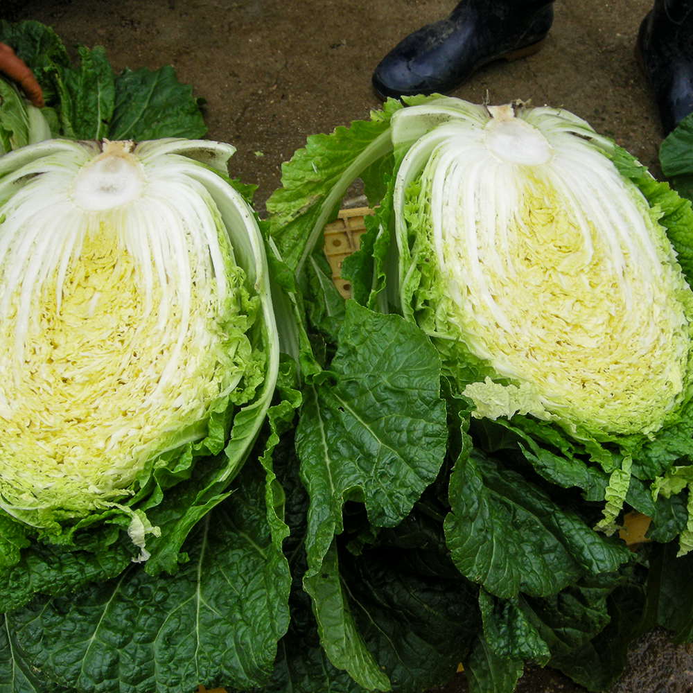 친근하게 즐기는 유기농 절임배추와 천일염, 집에서 쉽게 만들기