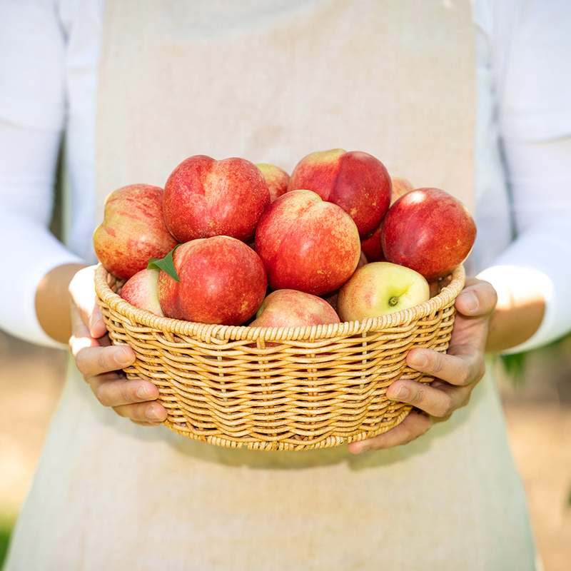 달콤하고 신선한 복숭아, 어떤 종류가 있을까?