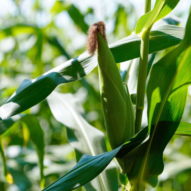달콤하고 신선한 초당옥수수, 집에서 간편하게 즐기기