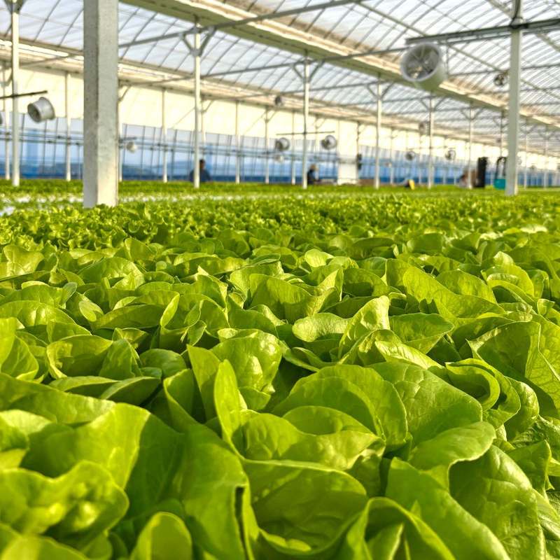 신선한 유럽식 샐러드 채소, 집에서 간편하게 즐기기