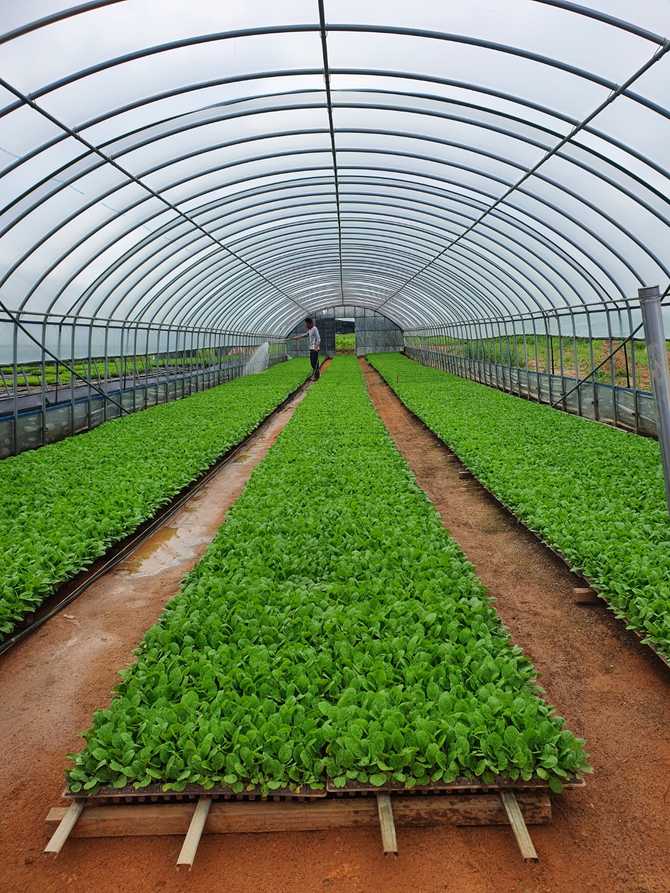 집에서 쉽게 김장 준비! 해남 GAP 절임배추 20kg으로 맛있게 담그기