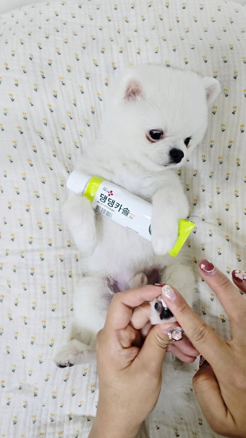 강아지 피부에 딱 맞는 연고, 집에서도 쉽게 사용할 수 있어요!
