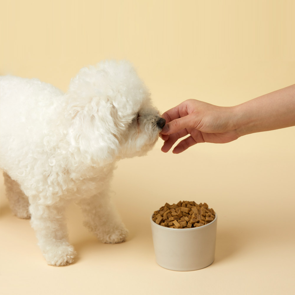 반려견을 위한 맛있고 건강한 한끼! 펫토리아 강아지 사료 추천