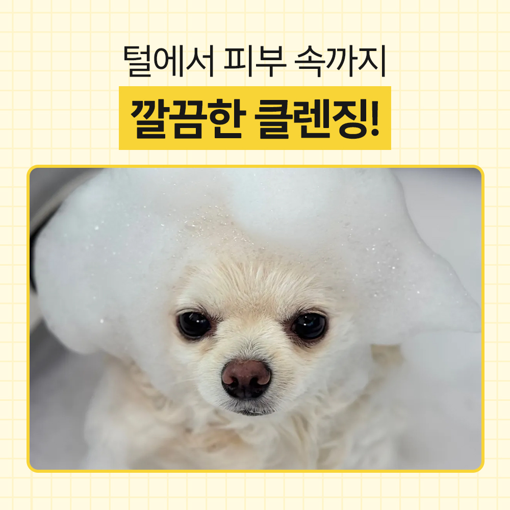 강아지 목욕이 더 편해지는 친근한 샴푸 추천!