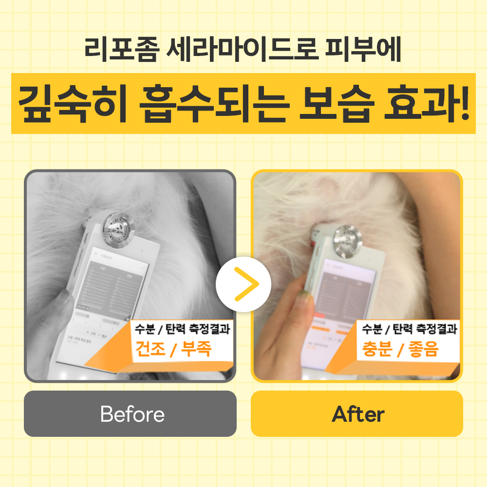 강아지 피부와 털 건강을 위한 세럼 미스트, 이렇게 써보세요!