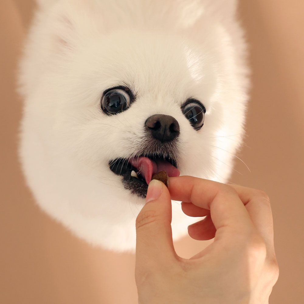 강아지에게 딱 맞는 연어 사료, 브리젠 홀리스틱으로 건강 챙기기