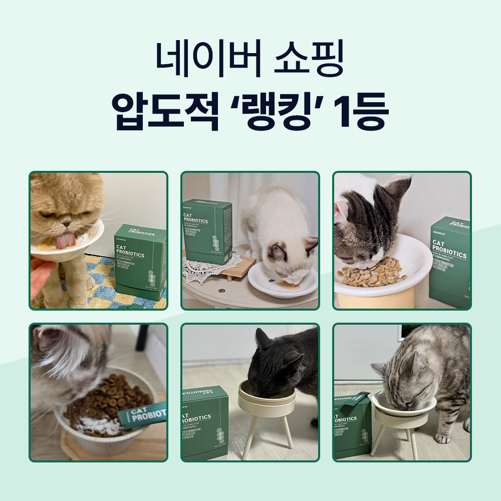 고양이 건강을 위한 유산균, 이렇게 챙기면 좋아요!