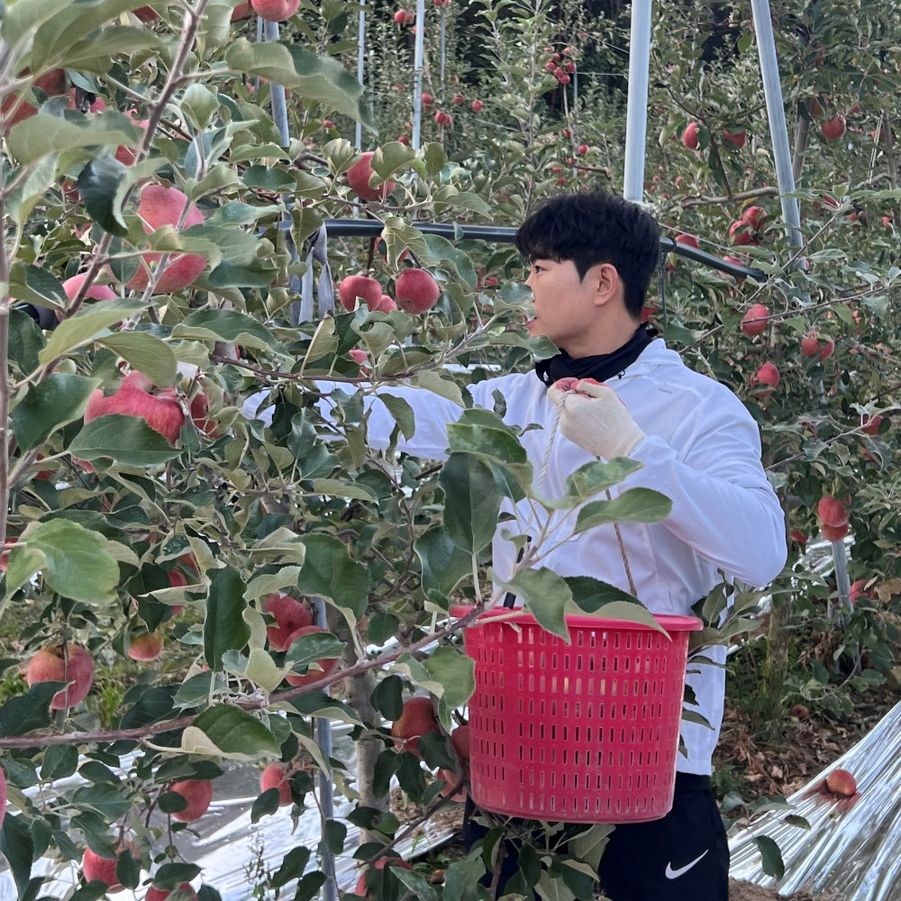 달콤하고 신선한 안동사과, 지금 바로 만나보세요!