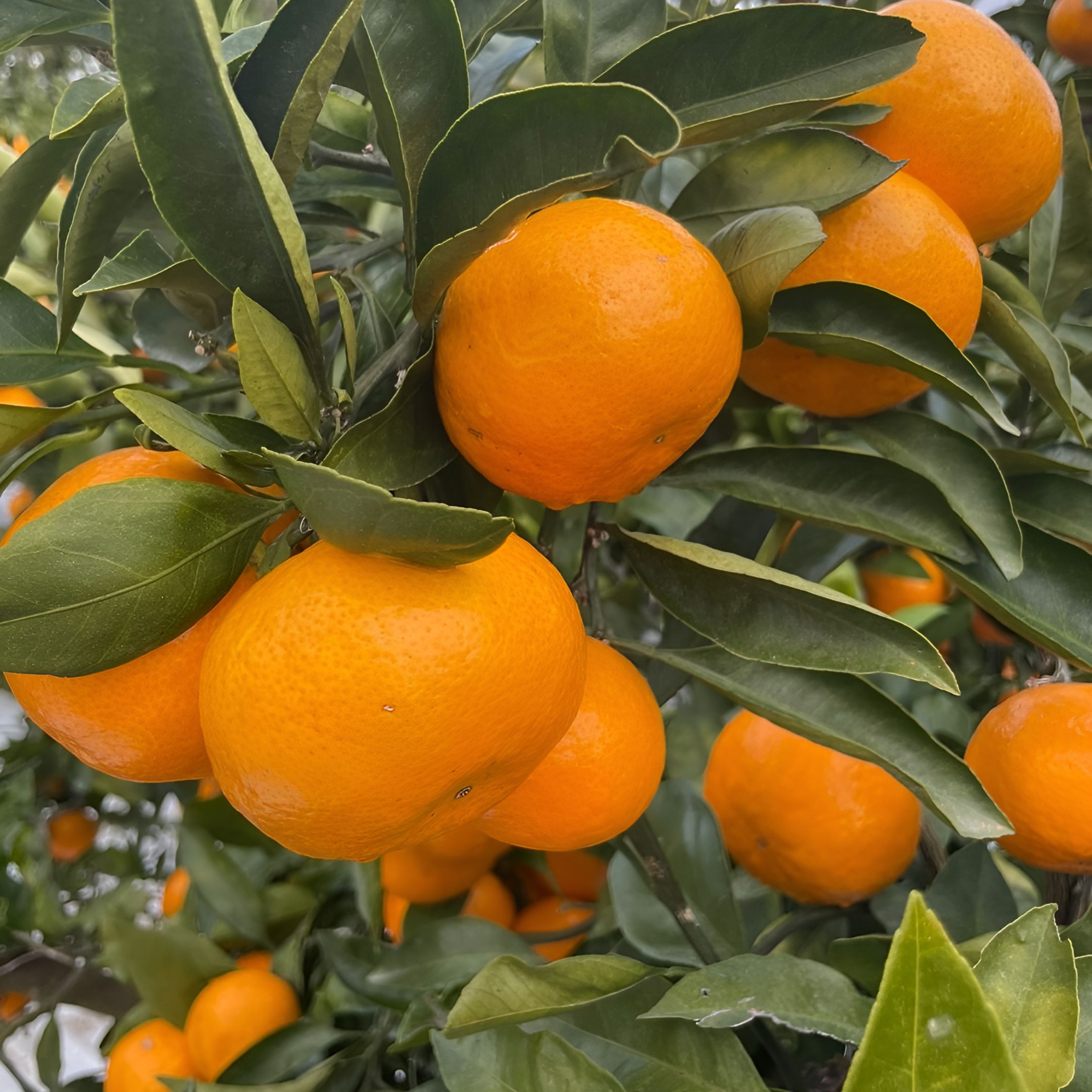 제주에서 만나는 신선한 타이벡 포장 감귤, 지금 바로 확인하세요!