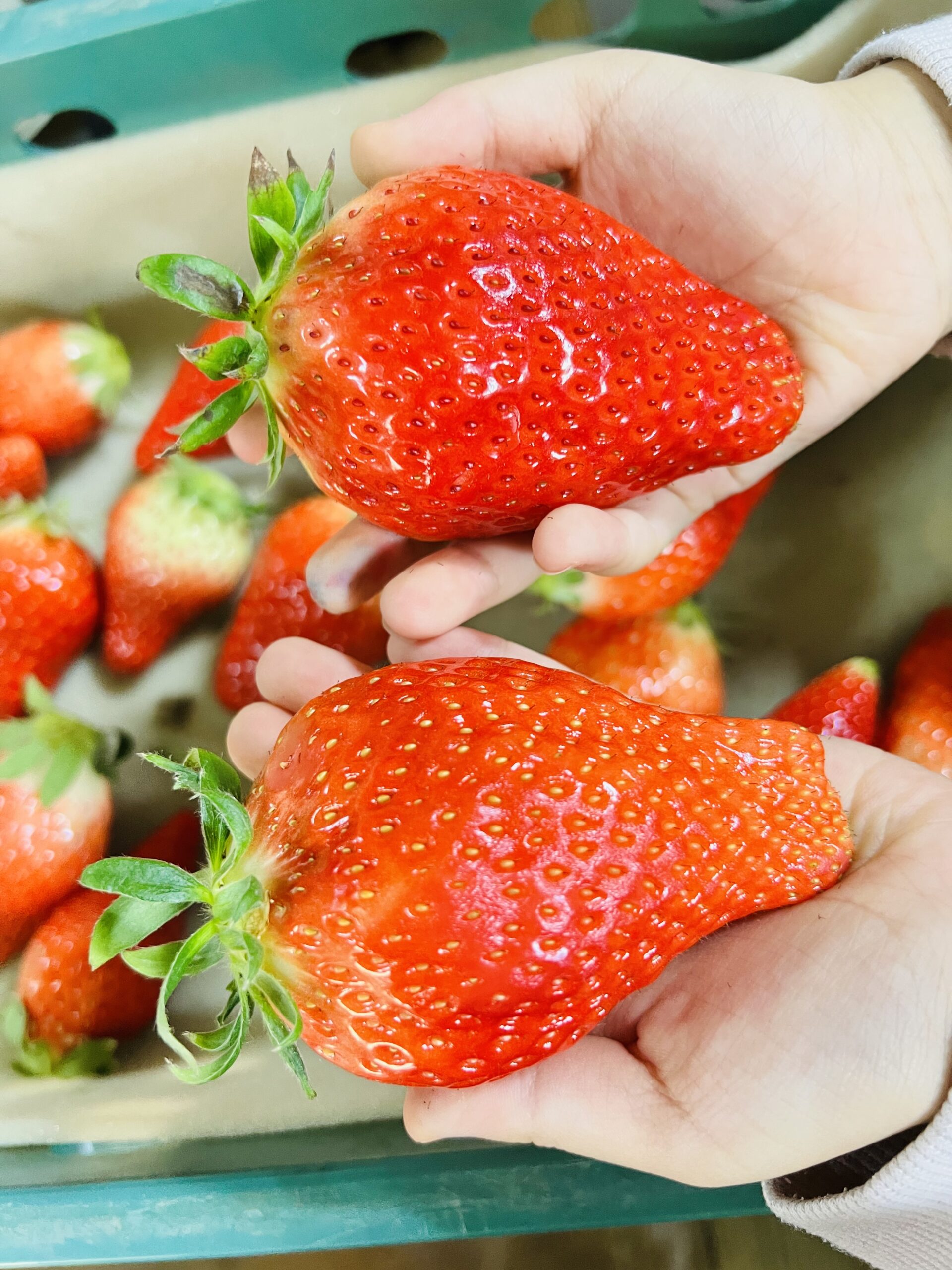논산 킹스베리 왕딸기와 복숭아향이 가득한 럭키비키 딸기, 지금 만나보세요!