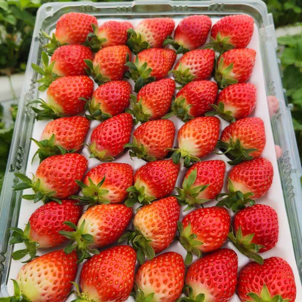 신선하고 달콤한 논산 설향딸기, 지금 바로 만나보세요!