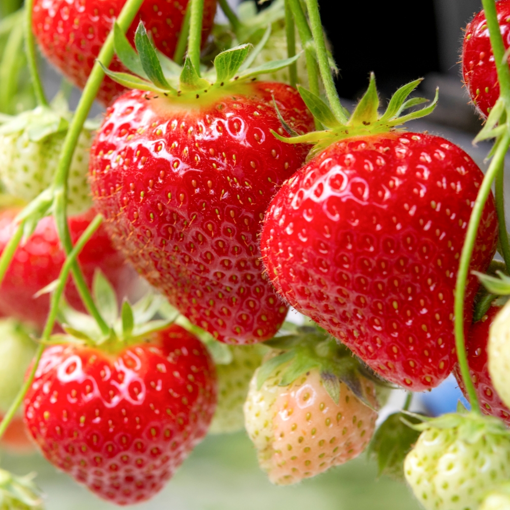 달콤한 담양 딸기, 홍희 프리미엄 고당도 맛보기