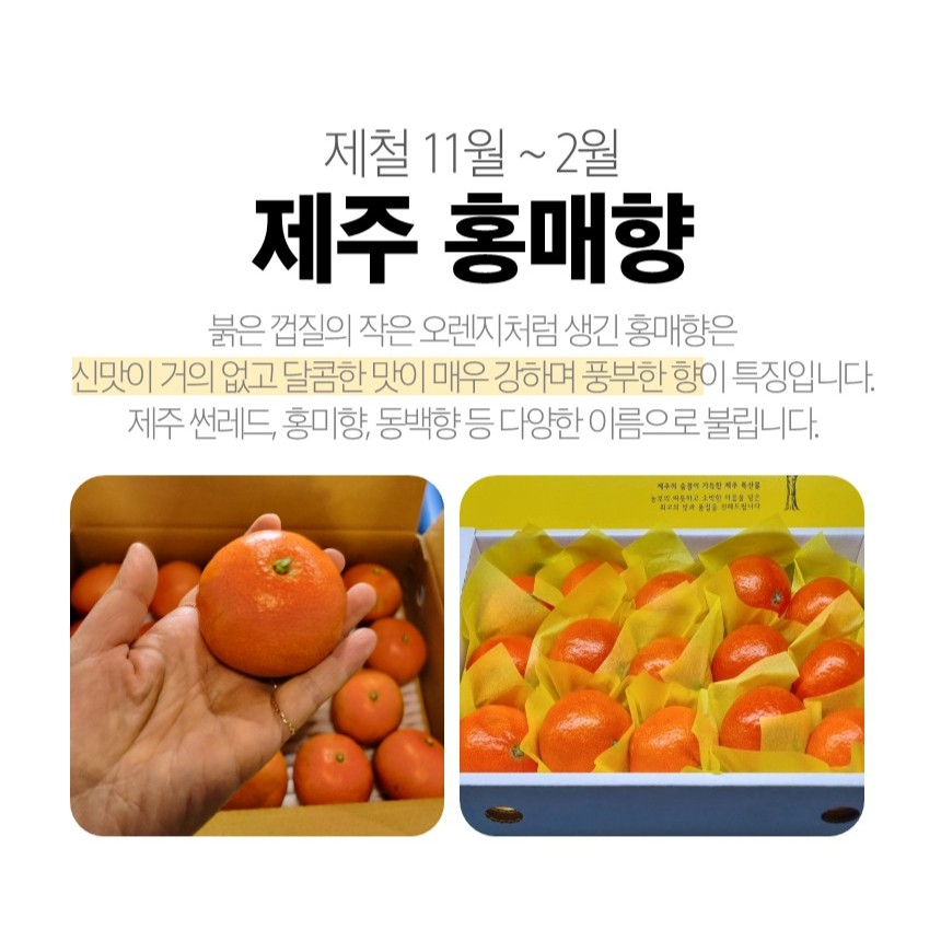 신선한 만다린과 하귤, 집에서 간편하게 즐기기 좋은 과일 추천