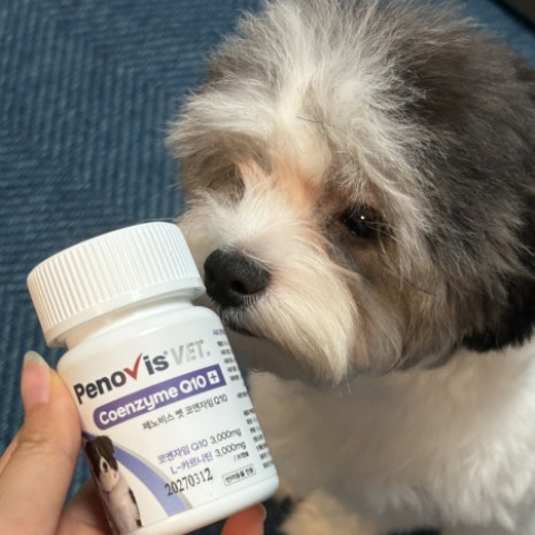 반려견과 고양이 건강을 위한 영양제, 이렇게 선택하세요!