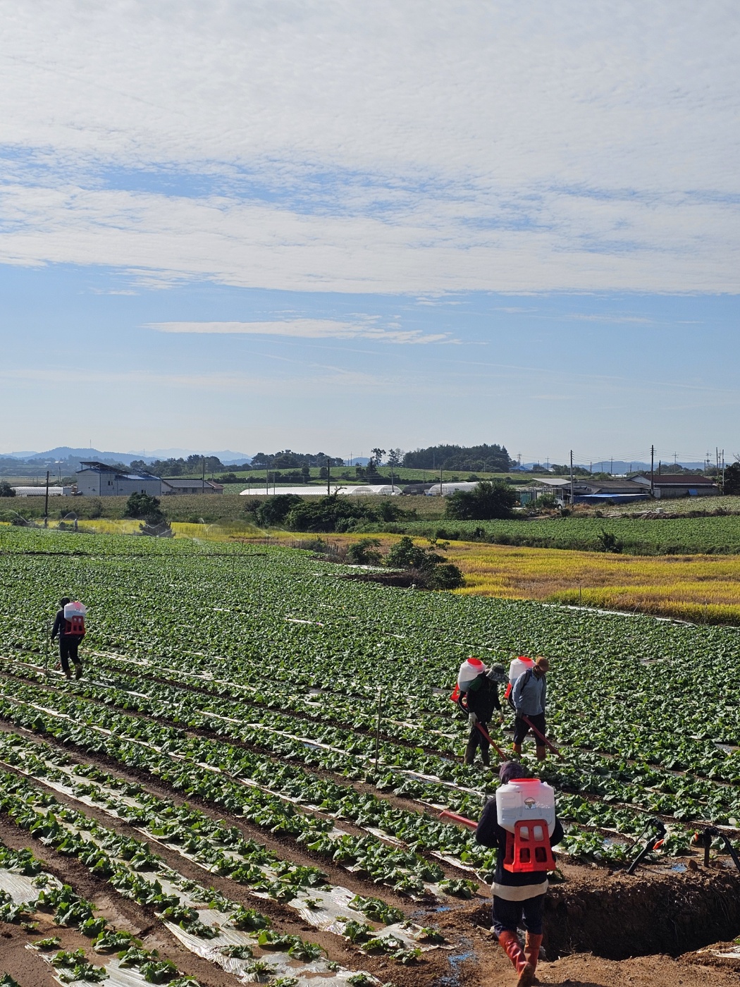 김장철 필수! 해남에서 만든 신선한 절임배추로 맛있게 김장하세요