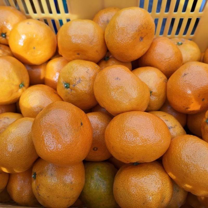 신선한 제주 감귤, 집에서 즐기기 좋은 10kg과 5kg 세트 추천!