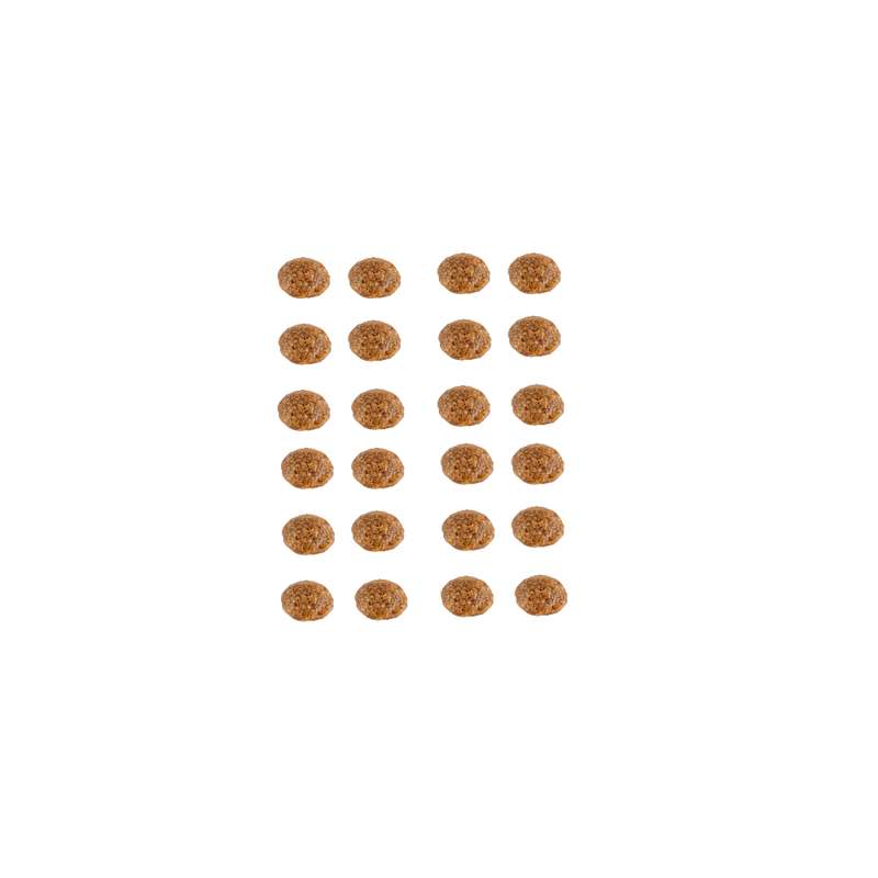 강아지 건강을 위한 연어 사료, 이렇게 선택하세요!