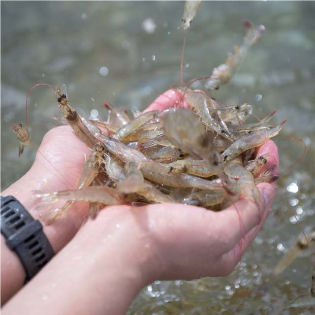 집에서 즐기는 신선한 흰다리새우, 1kg 한 번에 맛보세요!