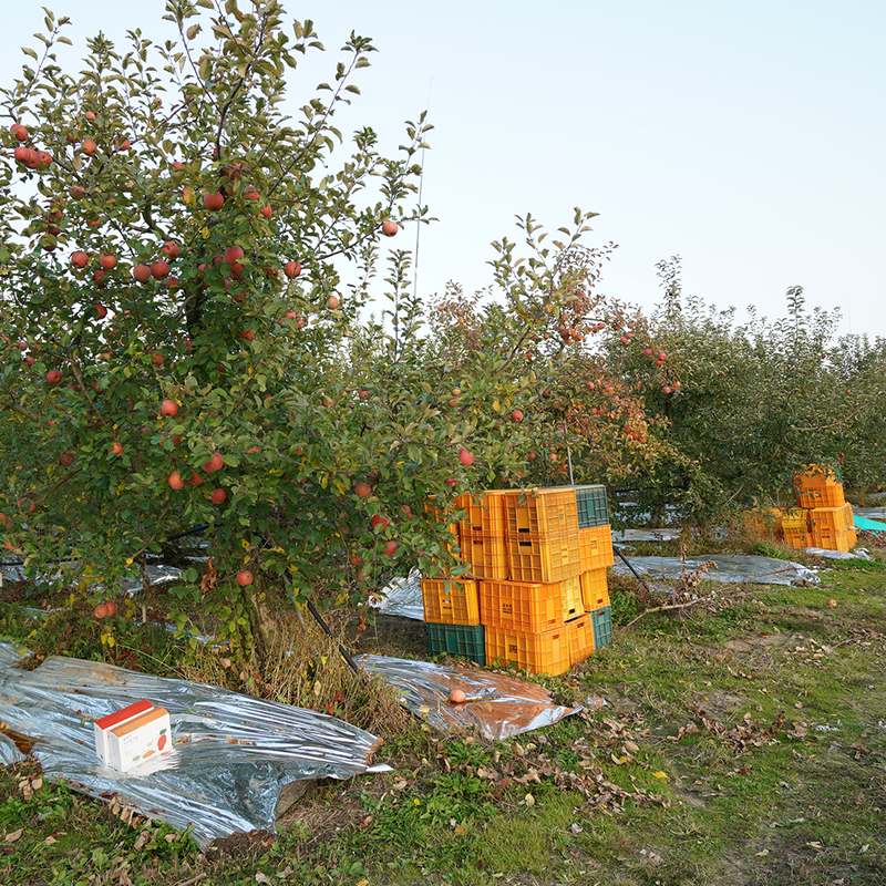 추석 선물로 딱 좋은 달콤한 홍로사과 세트, 지금 바로 만나보세요!