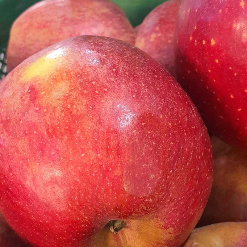 신선한 햇사과 한입, 경북 청송과 안동에서 직송하는 달콤한 맛