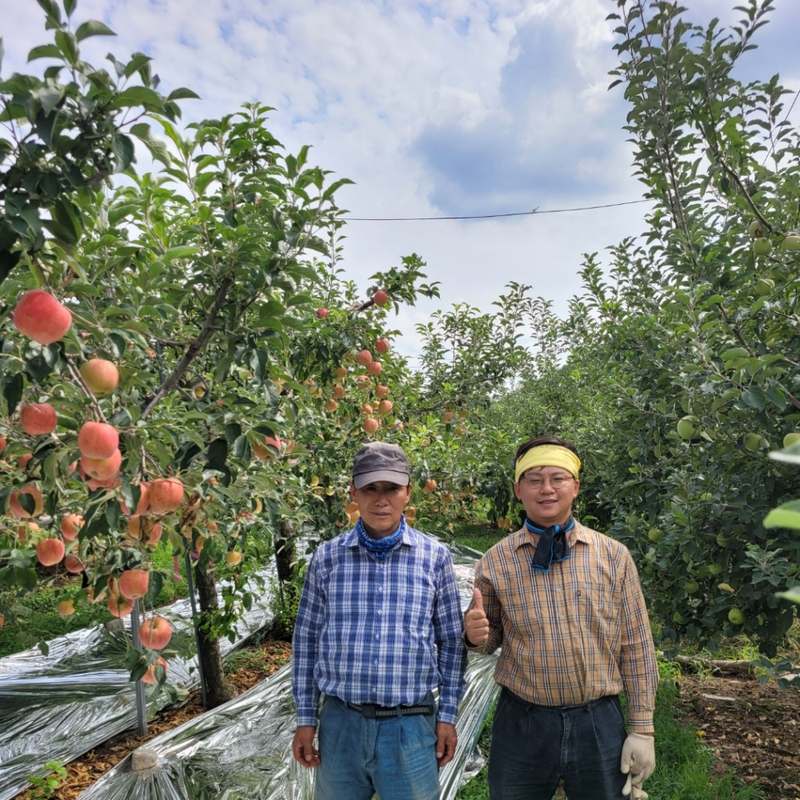신선하고 달콤한 사과, 집에서 즐기기 좋은 추천 품종 모음