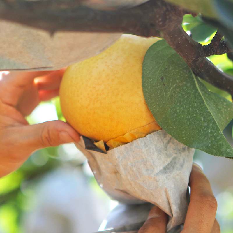 올해 수확한 나주배, 5kg 실속형과 고급형으로 만나보세요!