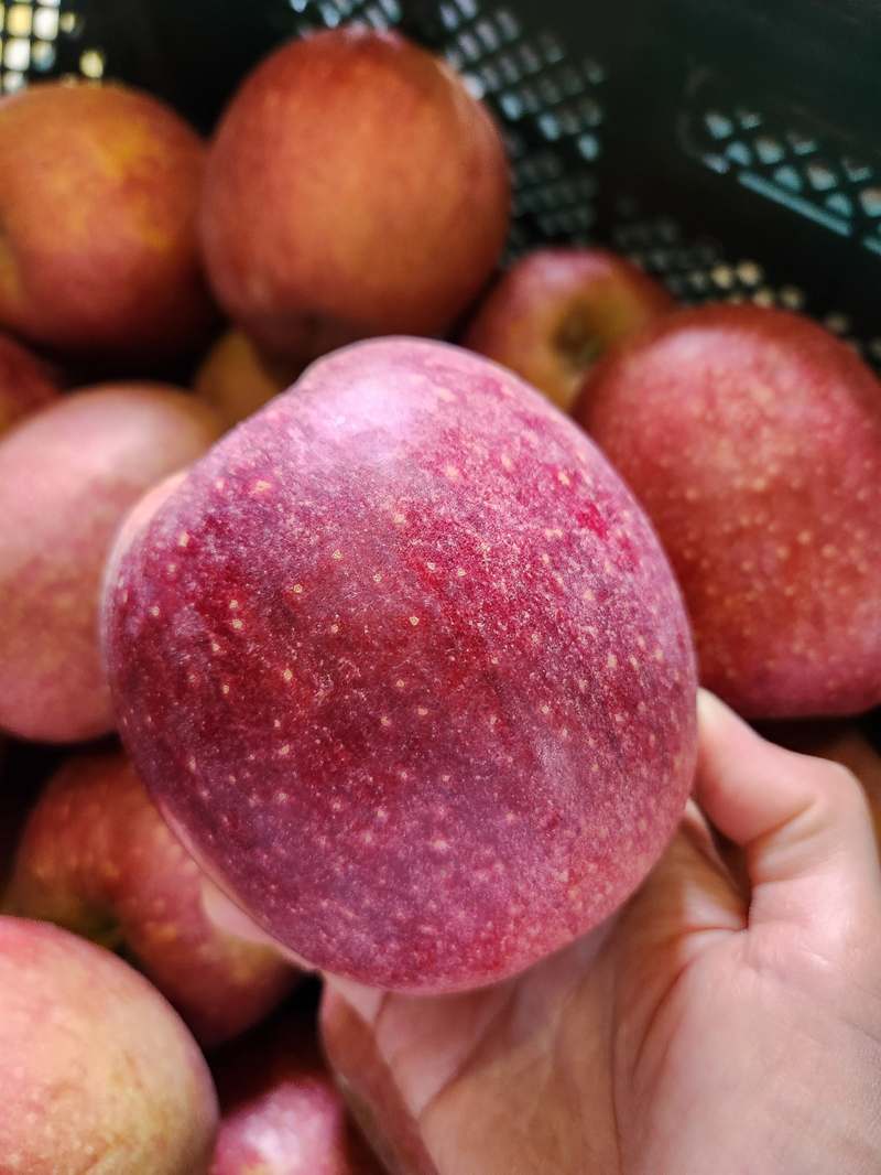 달콤하고 싱그러운 사과 선물, 집에서도 쉽게 즐기세요!