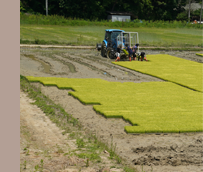 집에서 맛있게 즐기는 일품 햅쌀, 다양한 무게로 만나보세요!
