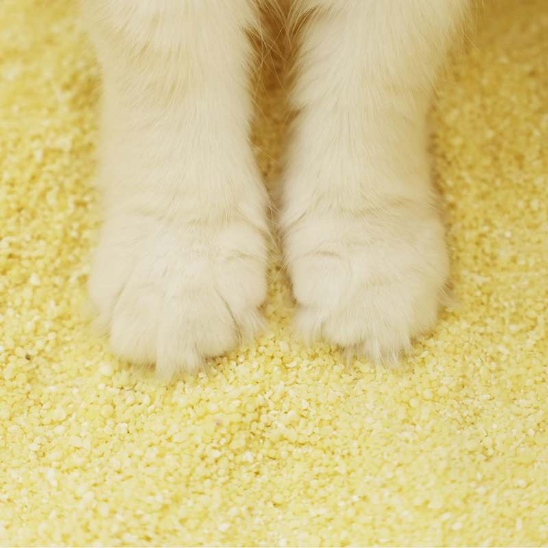 편하게 쓰는 고양이 모래, 브라질산 카사바로 만든 먼지 없는 제품 추천!