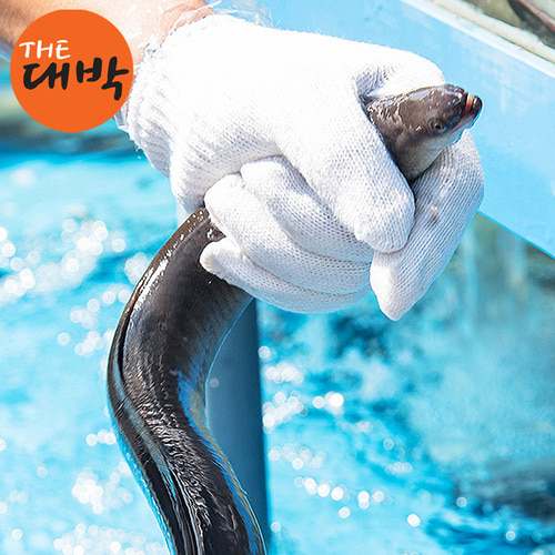 통영의 신선한 바다장어와 붕장어, 아나고로 건강하게 보양하세요!