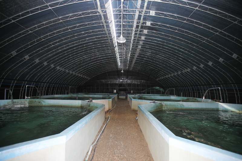 운동하는 분들을 위한 특별한 보양식, 철갑상어 진액의 놀라운 효능