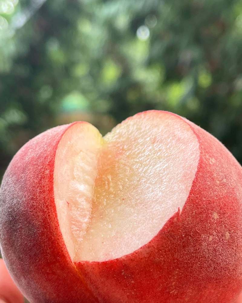 달콤한 복숭아, 다양한 품종과 신선함을 한눈에 만나보세요!